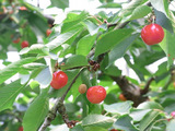 sb20