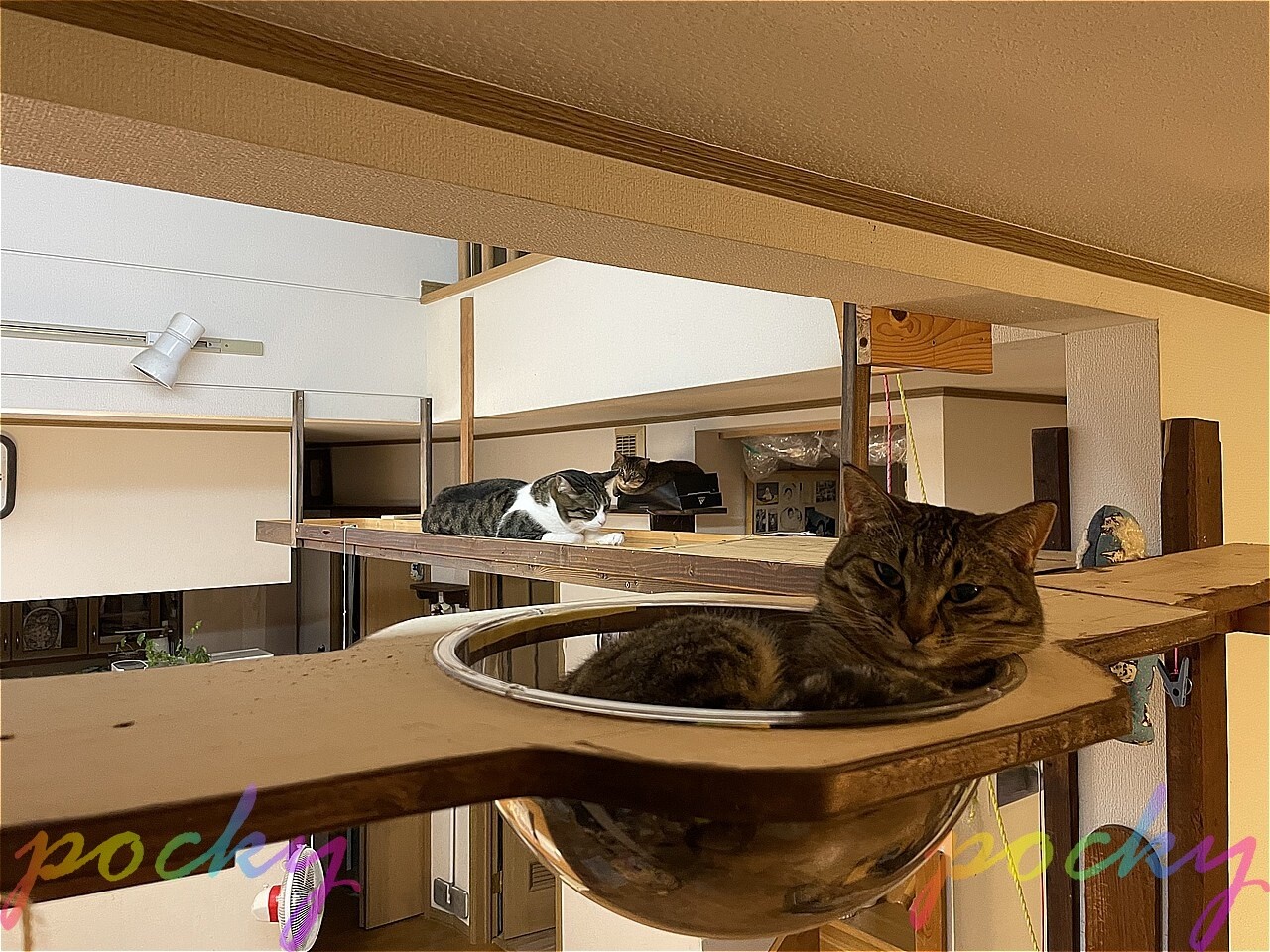 今!猫さん方はなにしてる : MileStone in Pocky