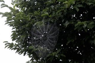 蜘蛛の巣_004