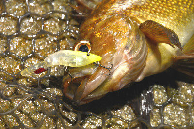 北の国から エビ カニ実践 North Angler S Official Blog 北の国から エビ カニ実践 North Angler S Official Blog