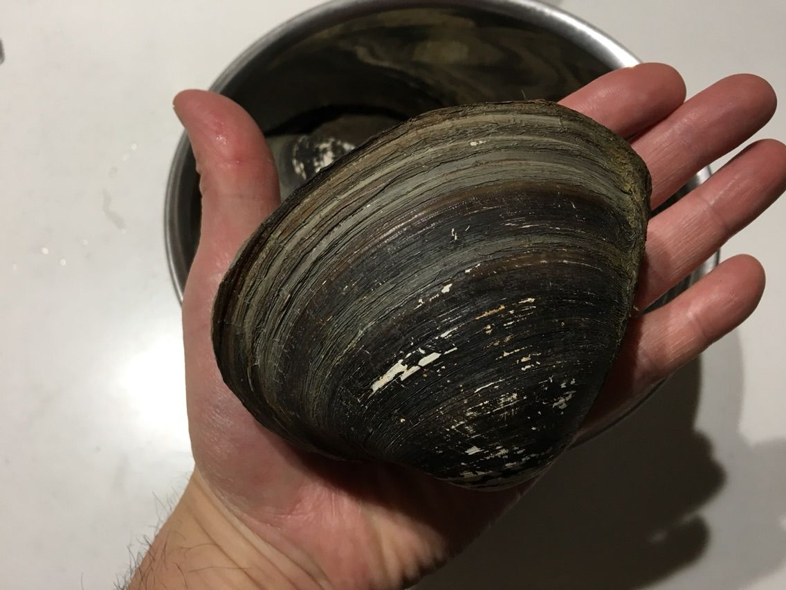 ホッキ貝 ノースライブコーヒー日記