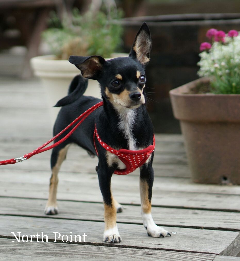 生後5ヶ月 まだまだ甘えん坊でかわいい子犬のわんちゃんです ステーキハウスノースポイントblog