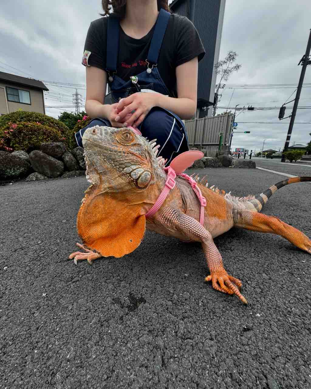 グリーンイグアナ レッド : ノーザンみしま（Norzan Mishima）最新入荷情報