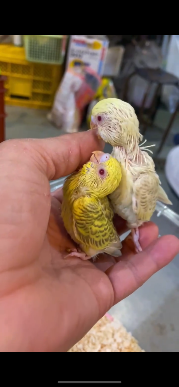 ファロー セキセイインコ : ノーザンみしま（Norzan Mishima）最新入荷情報