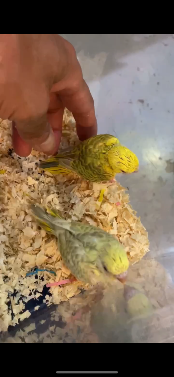 ファロー セキセイインコ : ノーザンみしま（Norzan Mishima）最新入荷情報