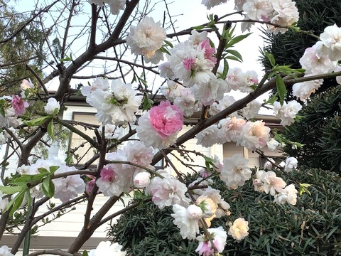 C8C7401A-FDBB-47DC-8293-E57C1E45B48D