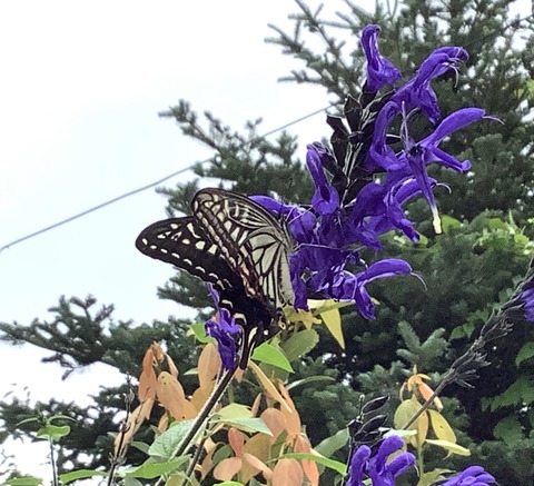 92F47BEA-3804-42E5-A72F-85E0264B4E9F