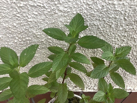 4B5895D0-B9AE-47E6-A892-86226CC661E2