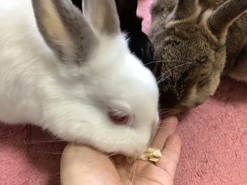 BCAB5CA3-4E74-420F-AEC3-E7B8D8CEA2FD