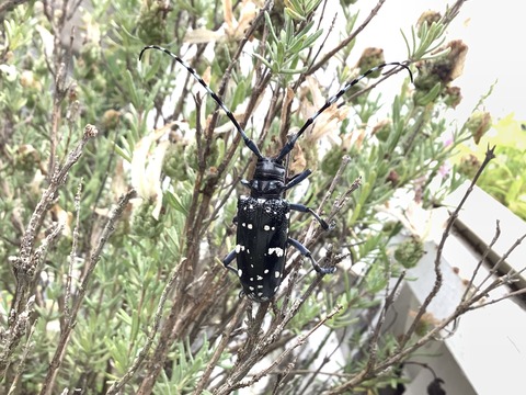 B7FFC2D2-C1DE-42BA-B9D2-E69F30A1DC6E