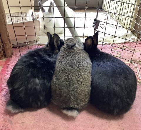 046FACA2-9B16-4264-813E-C00451D6B71D