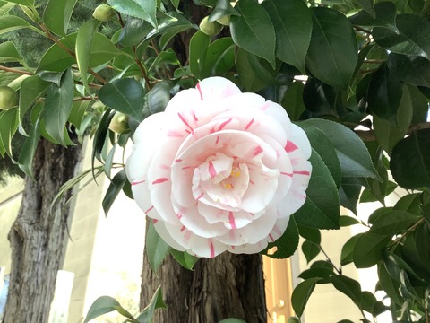 EEEE6537-2066-4EF9-9677-695C0B6CF5DC