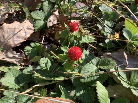 8ACE03E4-7FA9-4F5E-BEB5-E4094CF5CE1D