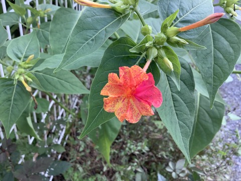 138FB046-6B86-4498-A872-3A57CC8D1D7D