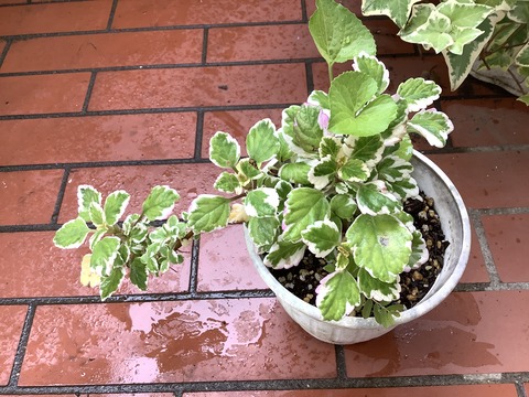 7FEB3F52-1421-4081-B5E8-60B4356A8BAC