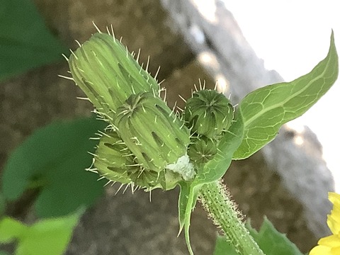 4888FCF0-8DA0-4193-B95E-5FD6F8B60E3C