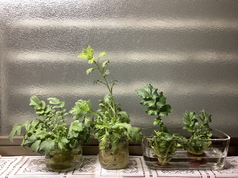 3592F5A3-867B-4314-9D4E-697BCA275B4A