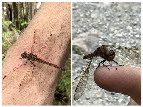 CC1A663B-CD7B-4F3E-83F1-35E52D3EF65B-COLLAGE