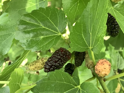 87DF7342-76F0-4D75-A0FF-3EBCDD236FF3