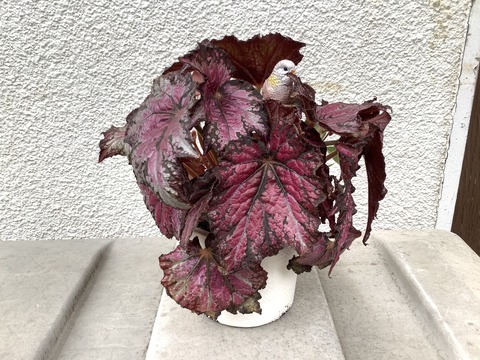 19093AC0-4C80-48B0-B82A-55DACA480159