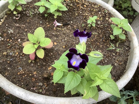 87F9ED52-6DD0-4223-A8DF-9F8681E86268