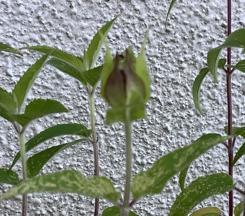 BC646B65-DB63-44B8-88DF-69225036334C