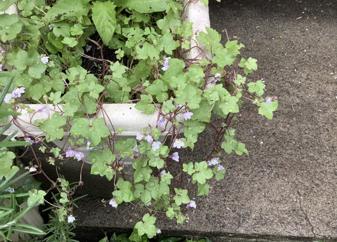 52479CF2-DAC1-4DA9-B95A-BB3C211D232A