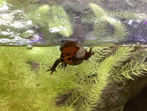 4A39F4E0-4F62-4AB8-9CD5-4C619C560A7A