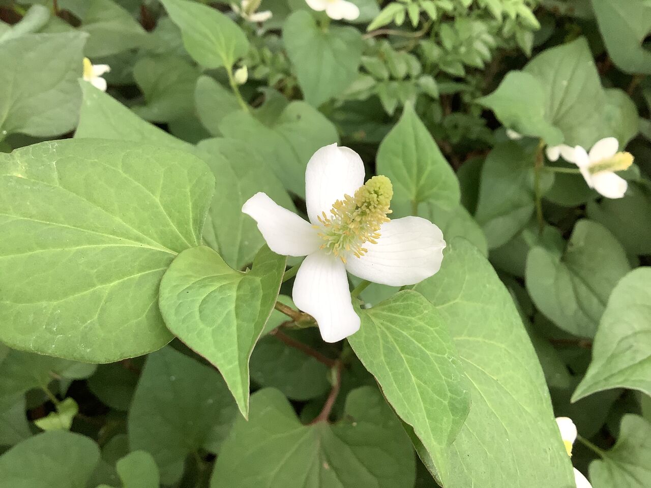 ドクダミの力をいただく うさぎたちと野咲百合花 のさきゆりか の閑かな暮らし