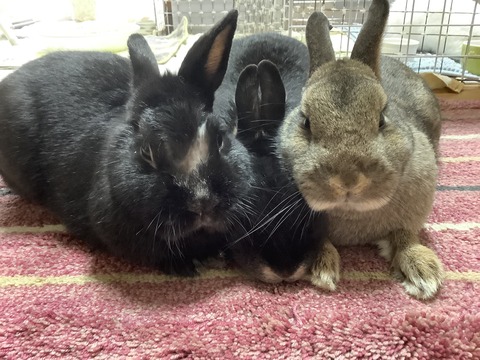 5E5D6031-C4BB-4826-8EE3-25D579EAEDDA