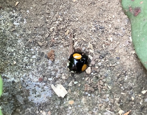 21FAA5E8-6F73-4B00-84B8-BECB8525EF14