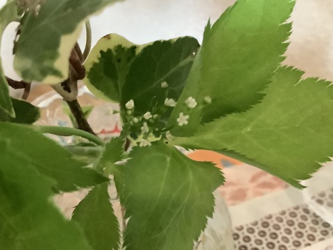 38400C32-BF43-43B9-949C-81188962E4E1