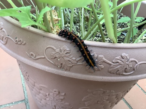 5C34D66B-AA92-45A7-882D-A515476FF3C9