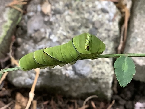 9367E57C-A1A1-4460-B7DD-53FEC0AD8039