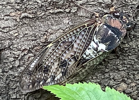 CEC71FDD-82FC-4AF1-BD86-70D3DC967439