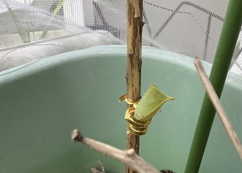 8743708A-B626-45D4-B7D4-FF8FAD4B2D33