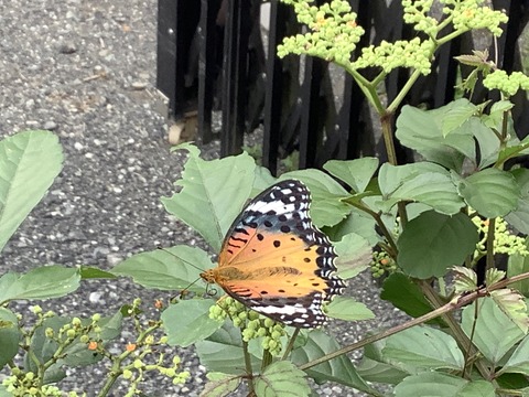 E9CEEEA0-D1AB-4EB6-BECD-C5FB30B31C82