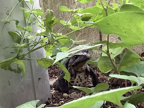 C966ED67-ED98-4BF7-AF87-245C84A5F8FD