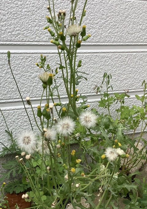 9E294AC3-86B3-4AF8-8373-D9DD03403BCB