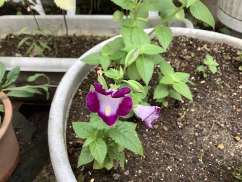 716A8736-92E6-4816-9569-25C8B478AAA0