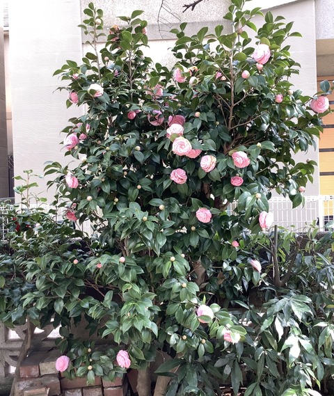 4AC98E8E-4F81-4258-95E3-BC92A9CB45D8