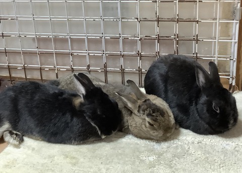 7FC0ACB8-69E8-411D-8833-FA09C2C54390