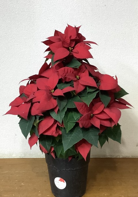 9C3CE011-50FA-412A-8C95-A3004B550F28