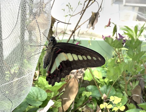 D23A52F1-0FF9-4234-9DCB-B98FE07AB36B