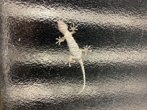 F80F5634-DC46-4326-8462-C44095D8599A