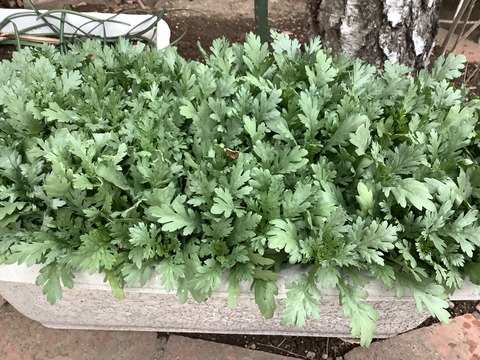 0E3BCE2F-0E44-4B3A-AD8A-0A46BE514934