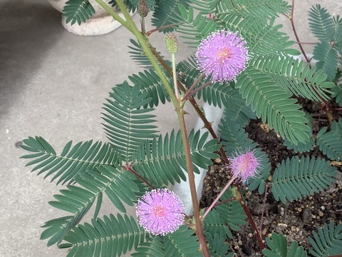 5A5505A3-A688-4F0C-A40D-BD6600BB450E