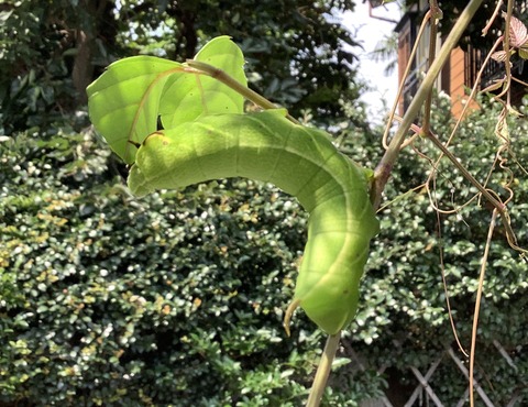 0C50B533-4A1C-4DFD-8D75-20D55696EA10