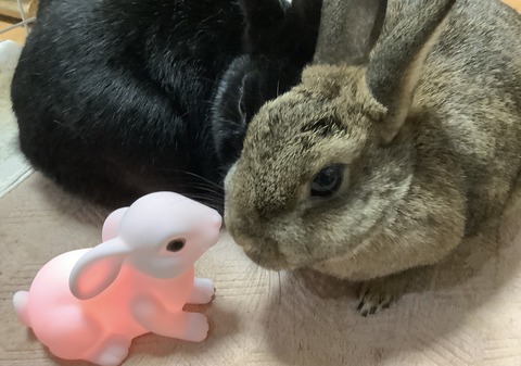 3A69F4C3-2AD7-4B51-8AD2-5B539F08F23B