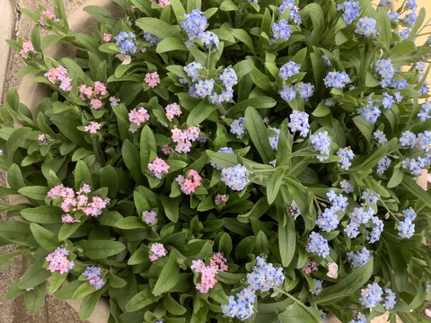 62B74A1A-25C1-40B1-8488-9E04D2C571DA